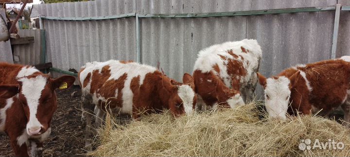 Телки бычки