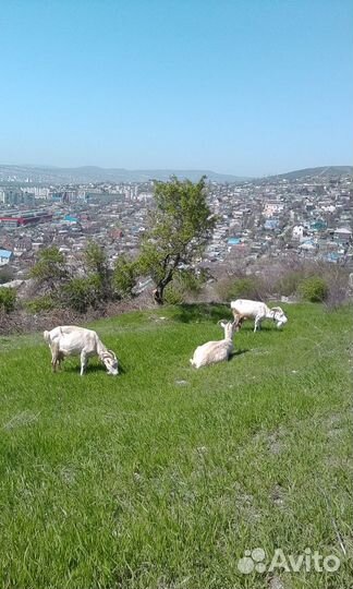 Козье молоко