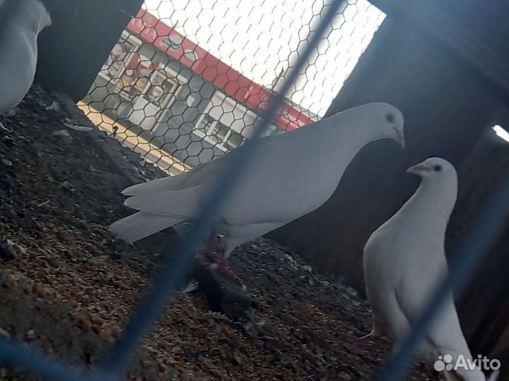 Голуби