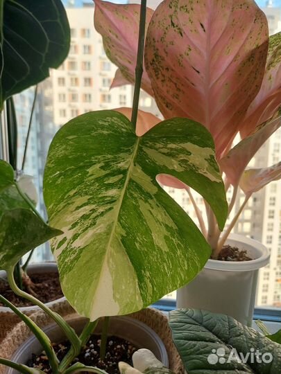 Монстера Альба