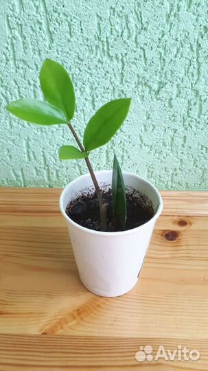 Замиокулькас