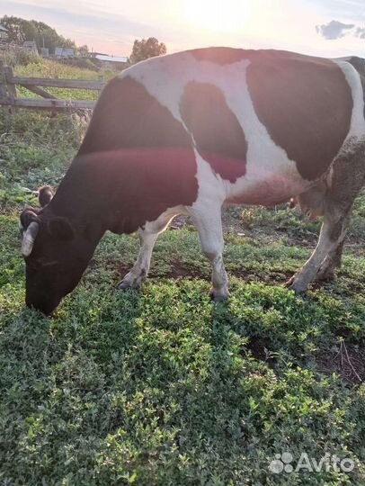 С/х животные