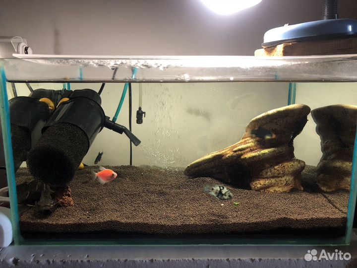 Аквариум с рыбками