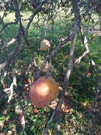 Дом 76 м² на участке 12 сот.