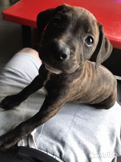 Собака питбуль