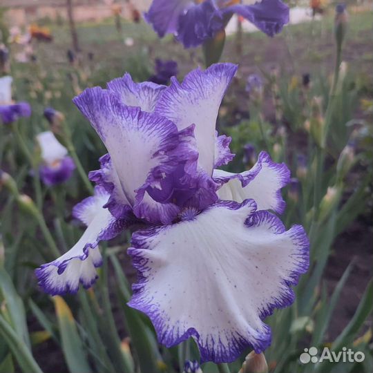 Ирисы бородатые сортовые