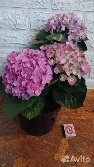 Гортензия крупнолистная Бэль Седакшен