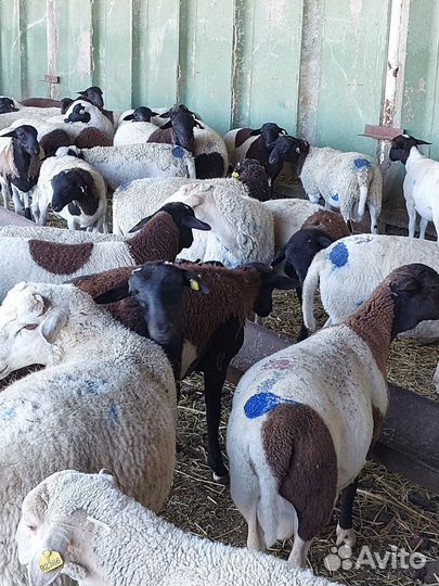 Дорпер баранчики