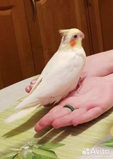 Попугай корелла ручной