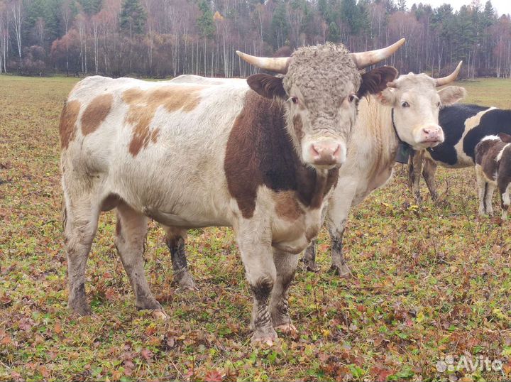 Быки на племя