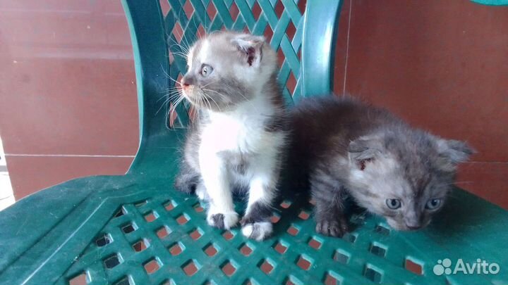 Котята вислоухие