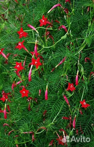 Ипомея квамоклит, семена