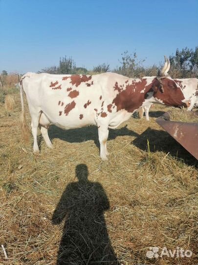 Коровы Айширской породы