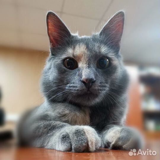 Глаза цвета 