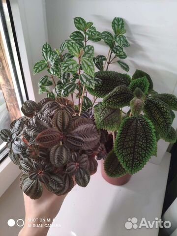 Пилея 3 сорта