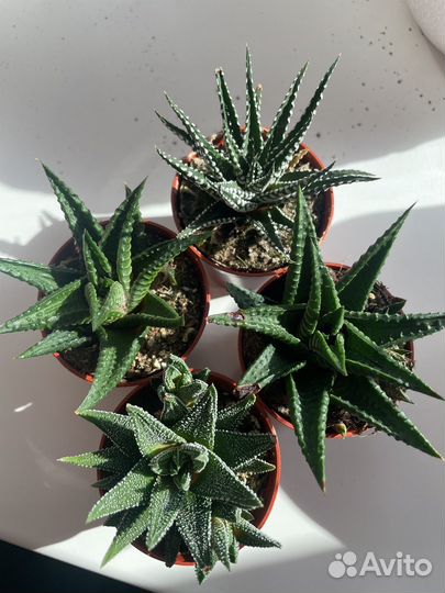 Крассула Шмидта