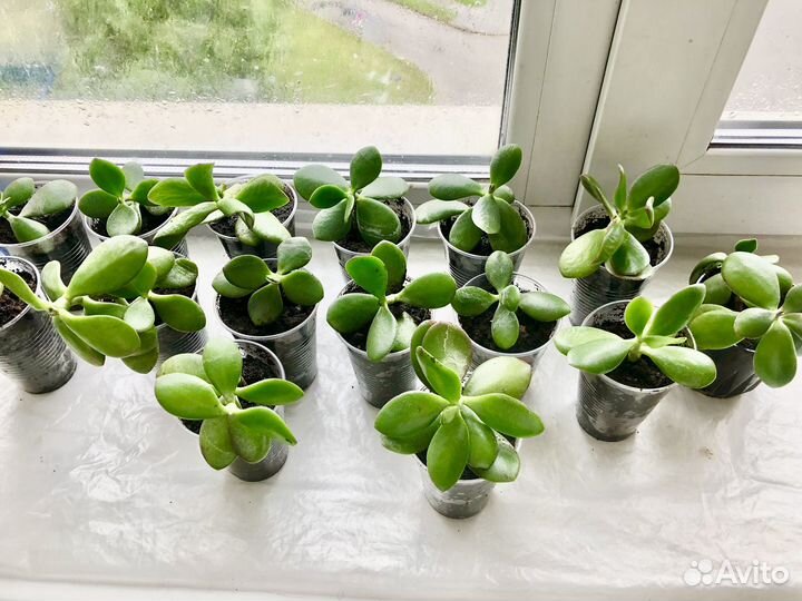 Крассула толстянка денежное дерево