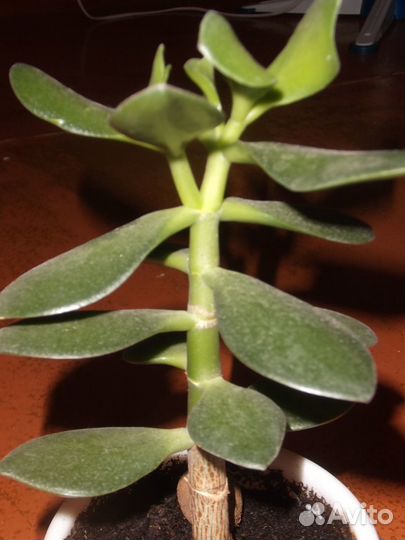 Миртовые и другие