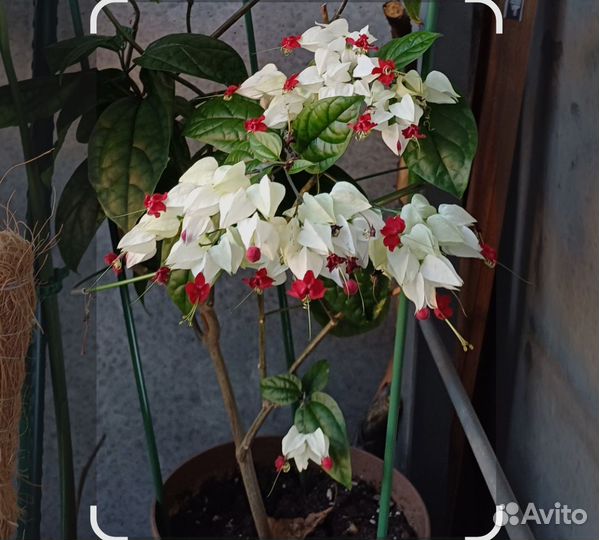 Клеродендрум отроски