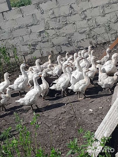 Крупная Линда