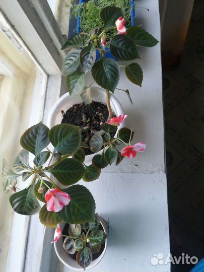 Бальзамин (ванька мокрый)