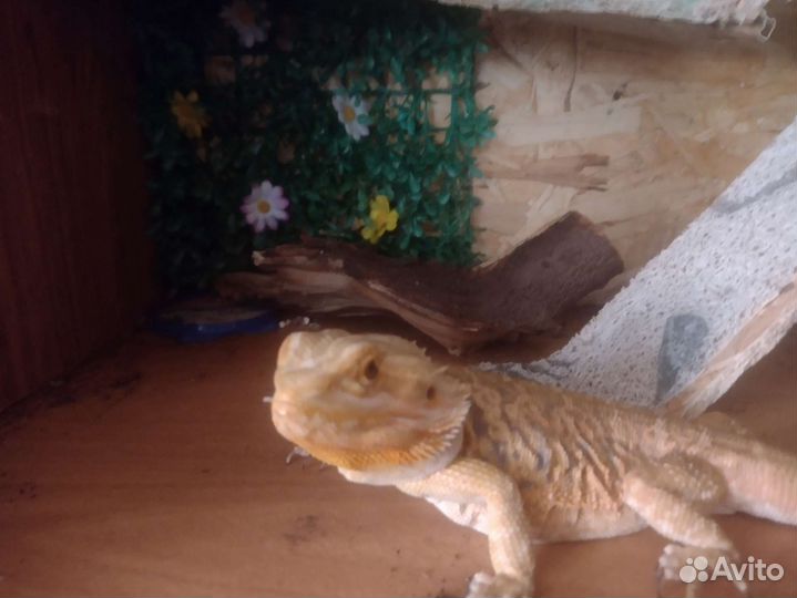 Бородатая агама с террариумом