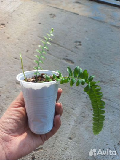 Папоротник нефролепис