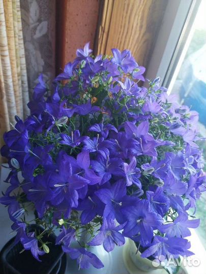 Кампанулла