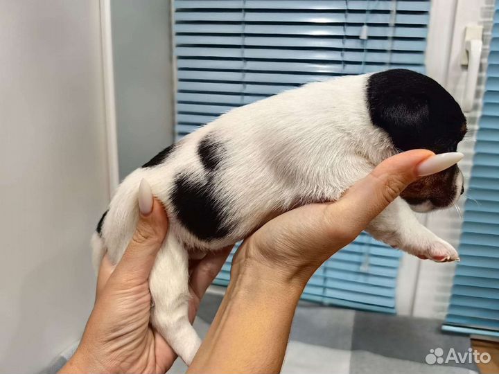 Щенки Джек рассел терьер