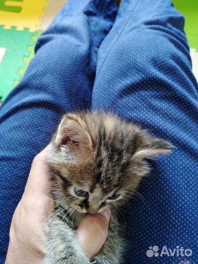 Котята отдам в добрые руки бесплатно