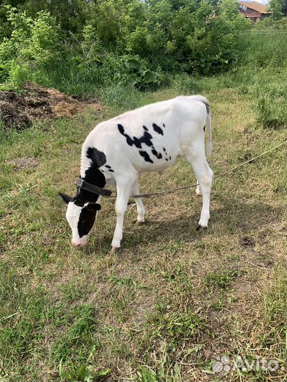 Телята трех месяц