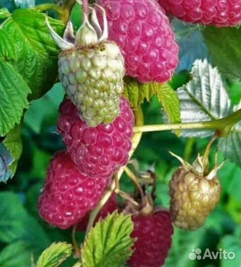 Ремонтантная малина и земляника лесная крупная
