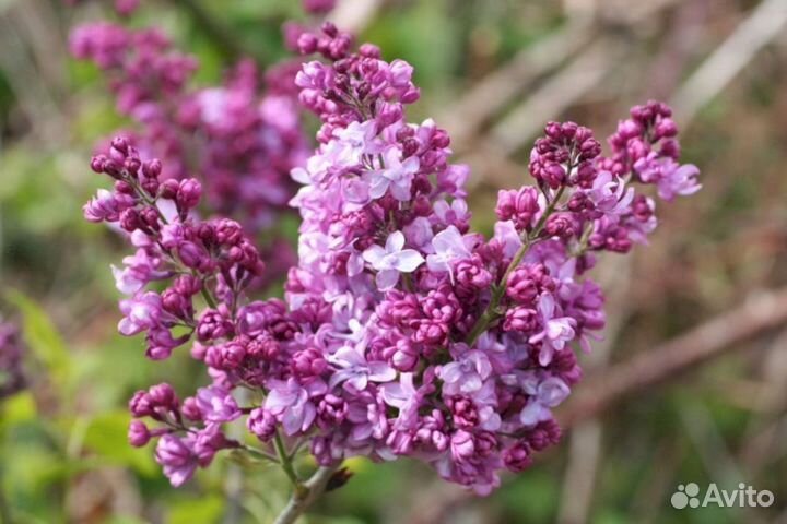 Сирень Принц Волконский