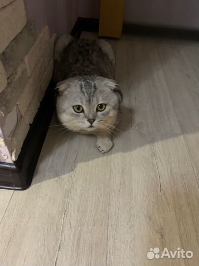 Вязка с шотландским котом