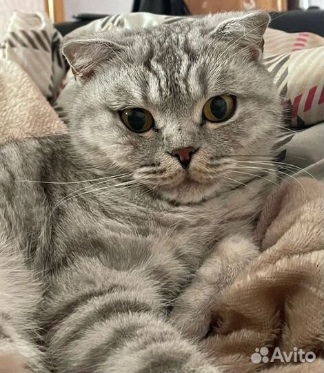 Британская кошка