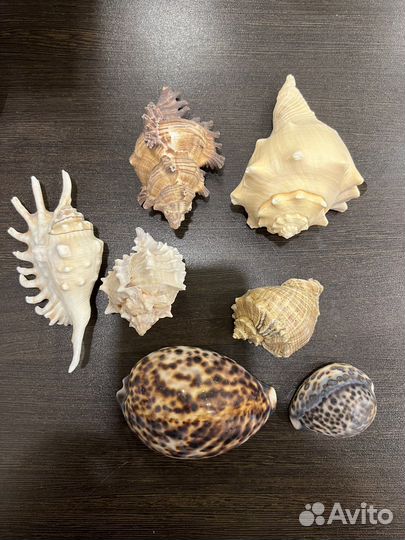 Ракушка с чёрного моря