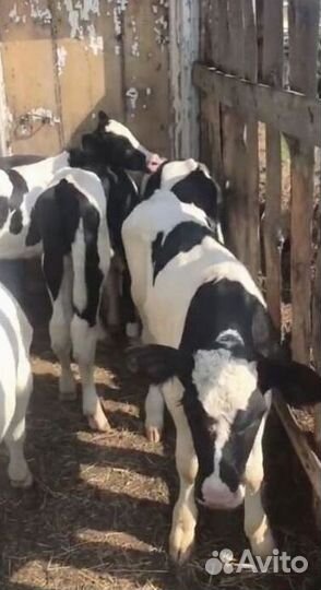 Телята бычки