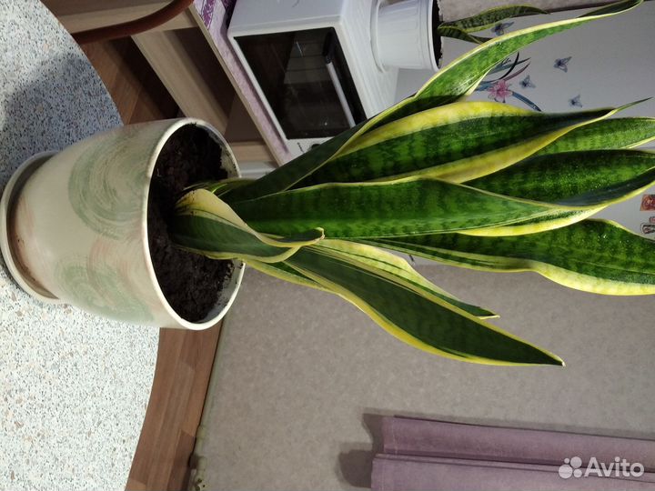 Сансевиерия
