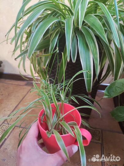 Хлорофитум пестролистный детка