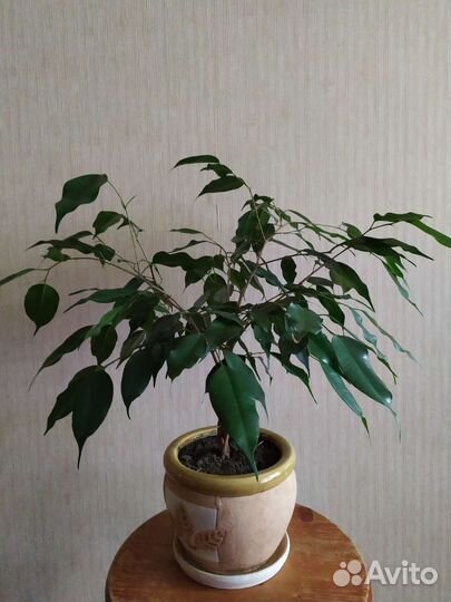 Фикус Бенджамина Даниэль