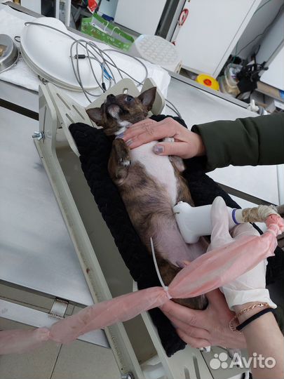 Ветеринарный врач