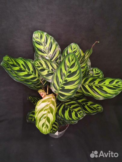 Калатея макояна 14/50