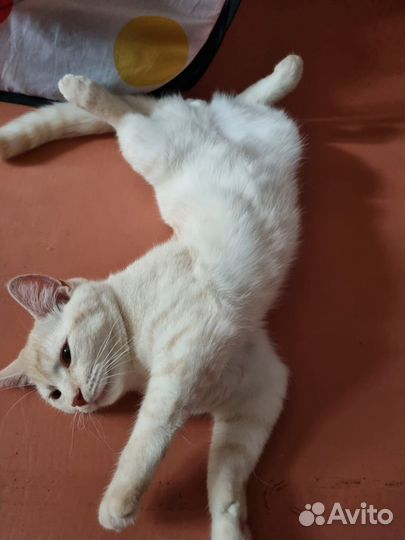 Котята в добрые руки бесплатно мальчик