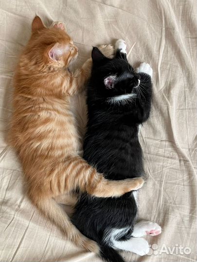 Котята в добрые руки даром