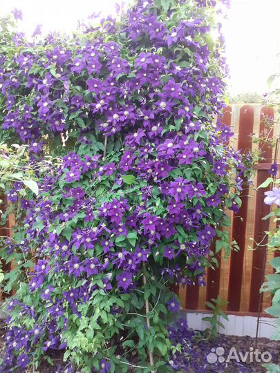 Продажа цветов