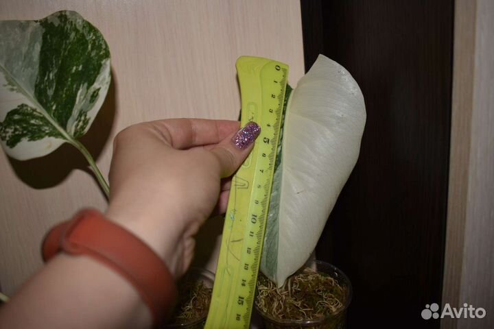 Монстера альба