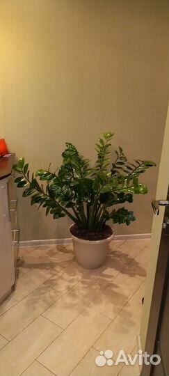 Замиокулькас