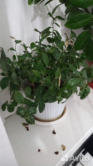 Комнатные растения цветы