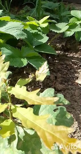 Рассада дуба (саженцы)