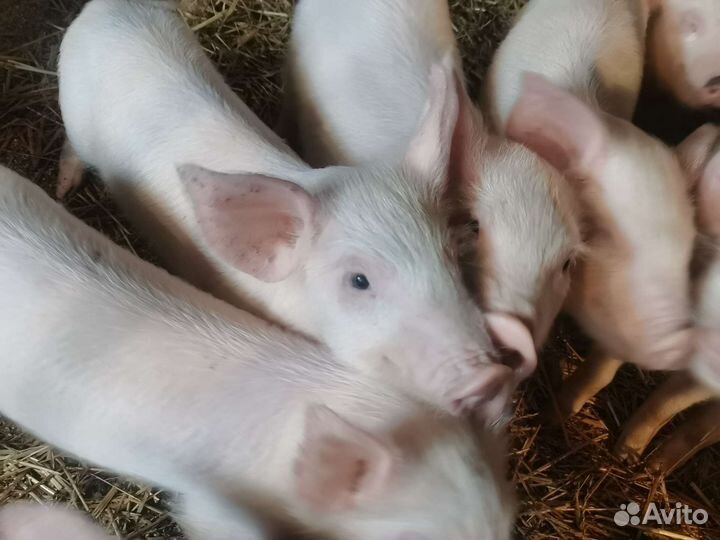 Поросята ландрас дюрок